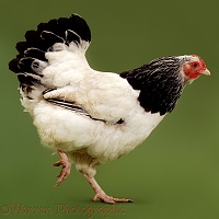 Black-and-white chicken