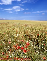 Poppies and Daisies in a wheat field