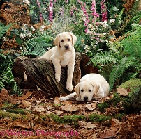 Labrador pups in woodland scene