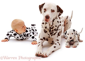 baby girl with Dalmatian father and pup
