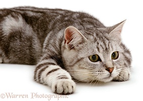 Slinky silver cat