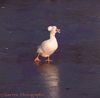 White duck on ice