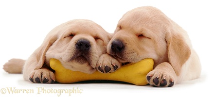 Labrador pups asleep in a plastic bone