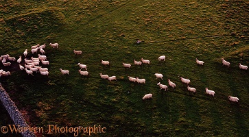 Sheep following each other like sheep