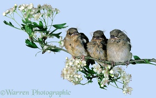 Trio of baby Chaffinches
