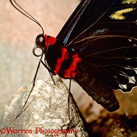 Rajah Brooke's Birdwing Butterfly