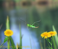 Short-winged Conehead leaping