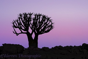 Quiver Tree at sunrise