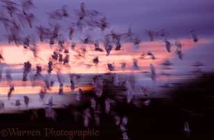 White Ibis flock at dusk