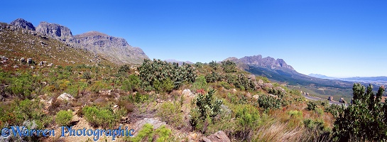 Fynbos and mountains panorama