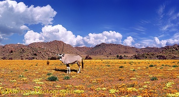 Oryx and flowers