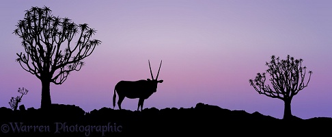 Oryx and Quiver Trees at sunrise