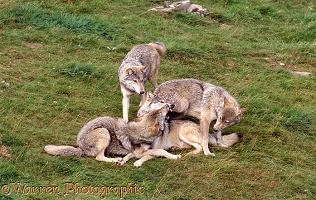 Family of wolves