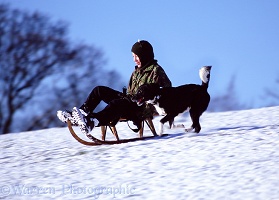 Boy sledging with a dog