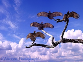 Turkey Vultures sunbathing