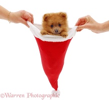 Pomeranian puppy in a Father Christmas hat
