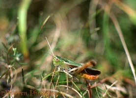 Stripe-winged grasshopper stridulating