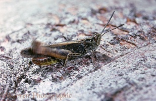 Grasshopper stridulating