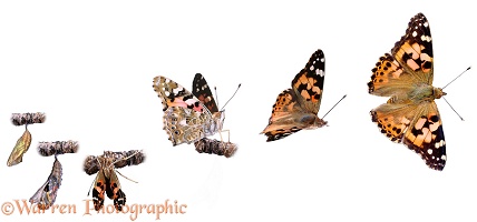 Painted Lady Butterfly Emergence sequence
