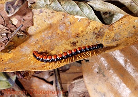 Tropical rainforest centipede