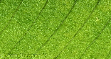 Sweet chestnut leaf detail