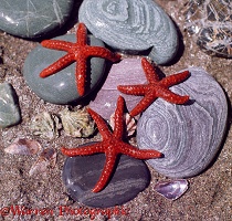 Bloody Henry Starfish