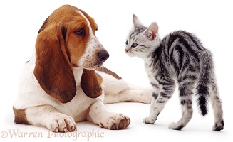 Basset Hound and silver kitten