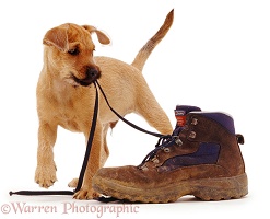 Puppy playing with a shoe