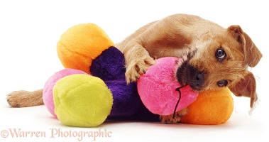 Puppy with colourful toy