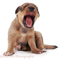 Puppy Yawning