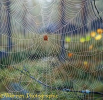 Garden Spider in dewy web