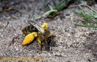 Hairy-legged Mining Bee