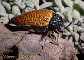 Orange Jewel Beetle