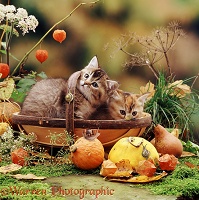 Two kittens in a trug basket