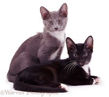 Blue and black kittens