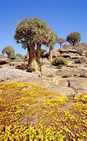 Desert flowers and Quiver Trees