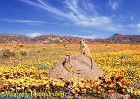 Meerkats and desert flowers