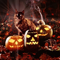 Witch's cat with pumpkins