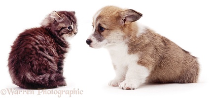 Kitten and corgi pup