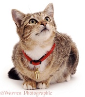 Tabby cat with new collar and tag