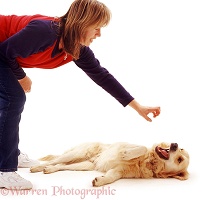 Retriever snapping at hand