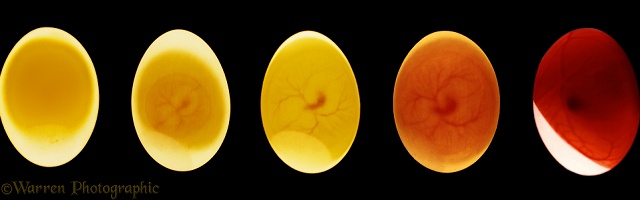 Candled Pigeon's egg