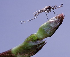 Male mosquito on a bud