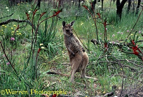 Grey Kangaroo joey