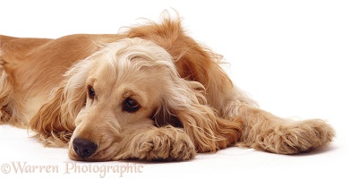 Golden Cocker Spaniel with chin on paw