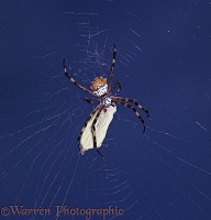 Jamaican Orb-web Spider