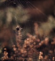 Garden Spider building web