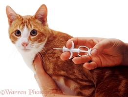 Implanting a microchip in a cat