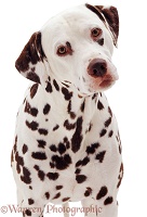 Dalmatian dog portrait