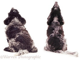 Spaniel fat and thin